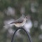 Tufted Titmouse posing on a snowy day