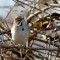 Quizzical Lark Sparrow