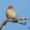 Fluffed up field sparrow