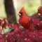 Male Cardinal in a Burning bush