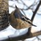 The classic Nuthatch pose