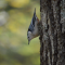 White-breasted Nuthatch from Echo Lake State Park in NH