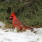 cardinal in the snow.
