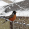 Chilly American Robin