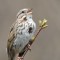 Song Sparrow in Spring