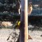Male American Goldfinch holding on to breeding plumage