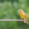 Sightseeing Summer Tanager