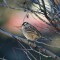 White-crowned sparrow at UC Davis Arboretum
