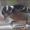 Male Downy Woodpecker eating