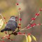 This Gray Catbird was a little late migrating south.  Who can blame it with a branch full of berries like this.