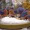 nine bluebirds stop for a drink