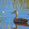 Mottled Duck at Loxahatchee Wetlands in FL