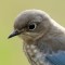 Juvenile Bluebird