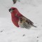 Common Red Poll & Pine Grosbeak keeping warm together while feeding