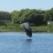 Blue Heron flying down the creeck
