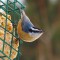 Red-breasted Nuthatch Munching Sweet Suet