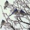 Blue Jays Just Hanging Together