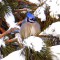 A Blue Jay Relaxing Among Lots Of New Fallen Snow