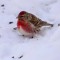 Common Redpoll so bright and pretty red in the snow