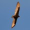 Turkey Vulture soaring in blue sky