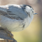White-breasted Nuthatch – close up
