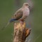 Mourning Dove on Watch