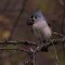 Silly Titmouse! Acorns are for Squirrels!