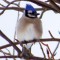 Puffing up like a feather ball is how Blue Jays must stay warm in below zero…which it is right now!