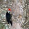Very hefty Pileated Woodpecker Pecking ;-)