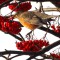 Robin munching Mountain Ash berries