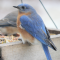 Bluebirds at a tray feeder