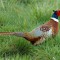 A Ring-Necked Pheasant Crosses the Road