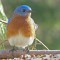 A wintering-over male Bluebird visits a tray feeder in January