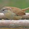 Carolina Wren snags a dried mealworm from a tray feeder