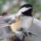 The Black-capped Chickadee is everywhere you look in our yard
