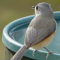 Tufted Titmouse at a water dish