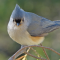 Tufted Titmouse on a pine bough