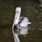 brown pelican at rest in water