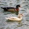 Leucistic female with male wood duck