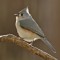 Tufted Titmouse at dawn