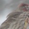 Sick or injured house finch