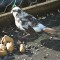 Possible Leucistic Golden-crowned Sparrow