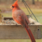 Northern Cardinal male at a tray feeder