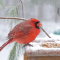 Northern Cardinal dines out in the snow