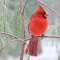 A handsome male Cardinal poses for the camera