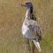 Secretary Bird, a ground feeder in Zimbabwe, Africa
