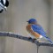Bluebird and hairy woodpecker