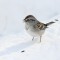 Hungry Tree Sparrow