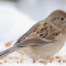 Field Sparrow in the snow