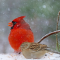 A Cardinal and Field Sparrow share a feeder